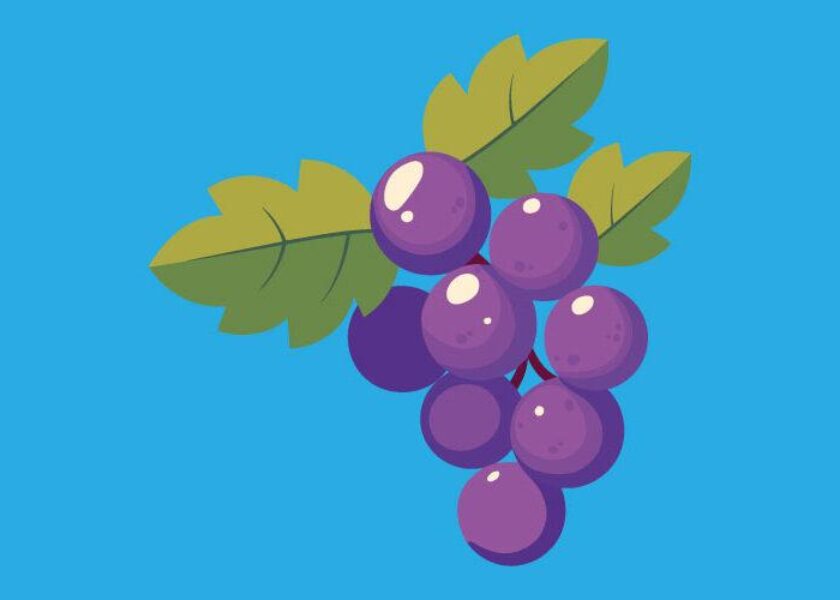 stafili-pronipiako-a