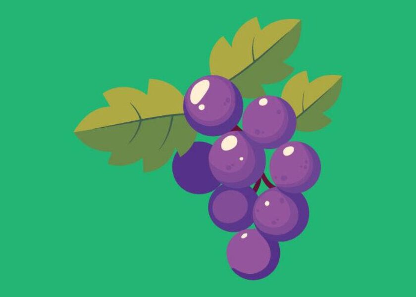 stafili-pronipiako-b